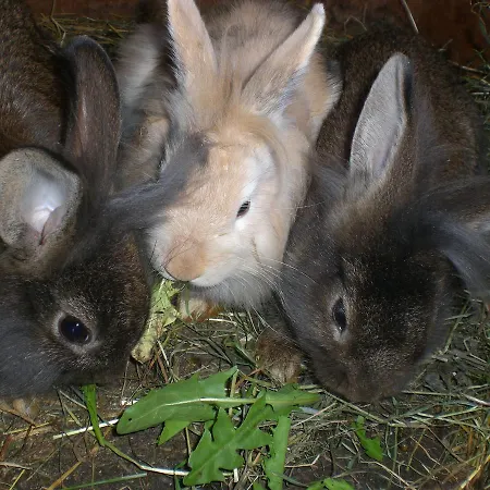 Διαμέρισμα Floachhof