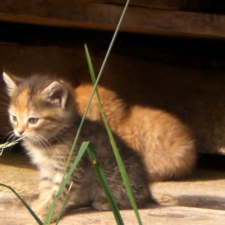 Floachhof Daire Weerberg