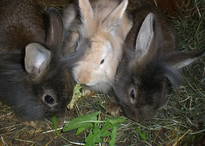 Апартаменты Floachhof