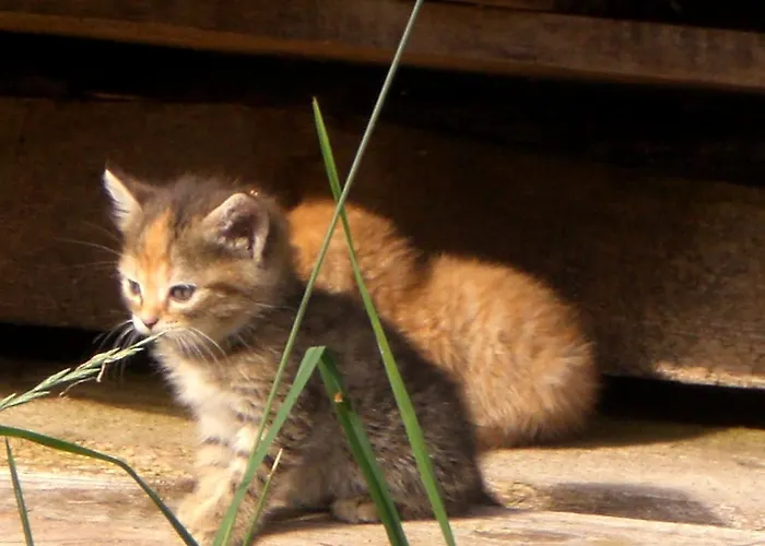 Floachhof Апартаменты Верберг